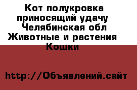 Кот полукровка, приносящий удачу - Челябинская обл. Животные и растения » Кошки   